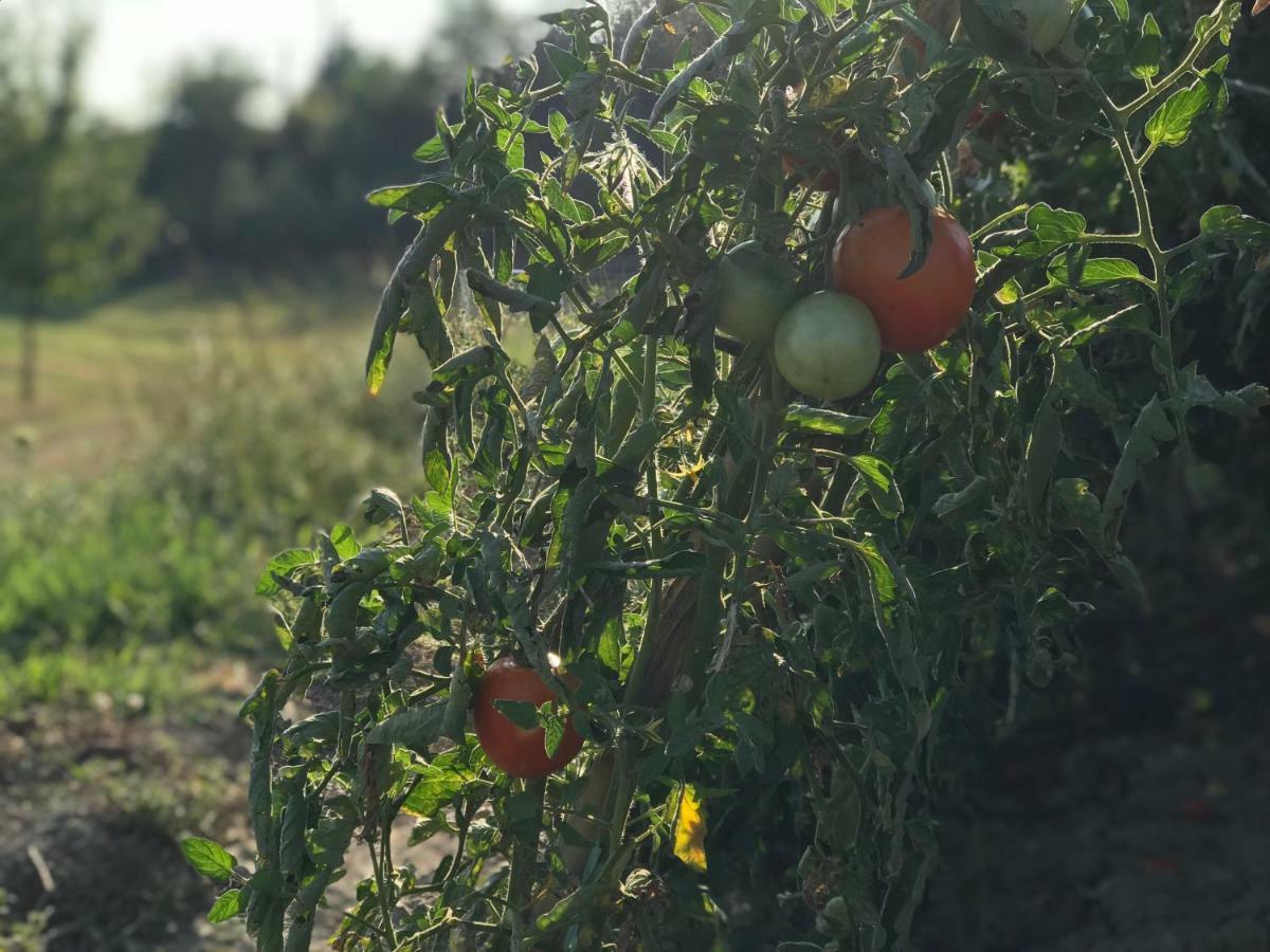 Agriturismo Casallario 볼테라 외부 사진
